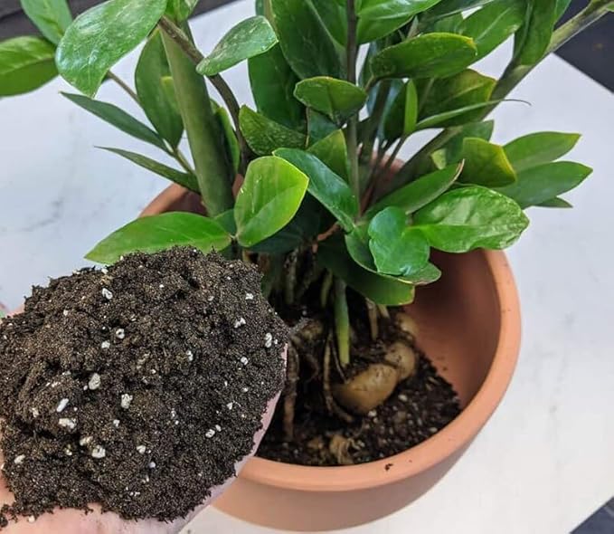Elevate Your Space with Gardenera's Organic Potting Mix - Tailored for Thriving Zamioculcas Plants and Distinctive Leaves - 2 Quart, MAIN-ZAMIOCULCAS-2QT-VerdiqueGarden