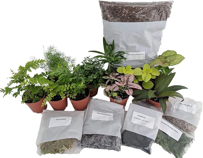 Hirt's Terrarium Kit with 5 Terrarium Plants and 5 Ferns-VerdiqueGarden