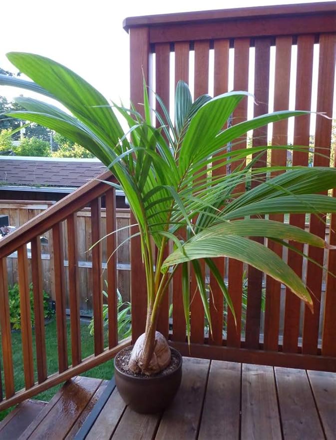 American Plant Exchange Coconut Palm Tree, Live Tropical Plant for Indoor & Outdoor Use, Malaysian Dwarf Green, Home, Garden, Landscape & Patio Décor, 2ft Tall with Pot Cover-VerdiqueGarden