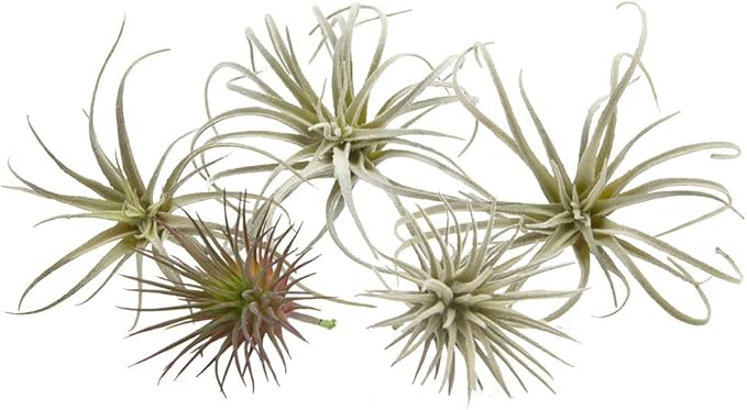 CHIVE Artificial Air Plants — Bulk Set of 5, Small — Ultra Realistic Fake Tillandsia Bromeliad Plants — Decorative Faux Succulents for Home & Office Decor — No Care Needed!-VerdiqueGarden