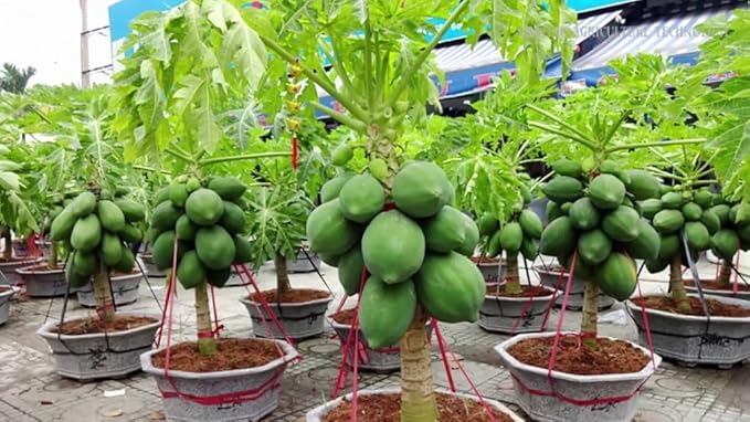 Premium Papaya Plant Soil Mix by Gardenera - Stimulate Growth and Elevate Fruitfulness with Nourishing Formula - 5 Quart-VerdiqueGarden