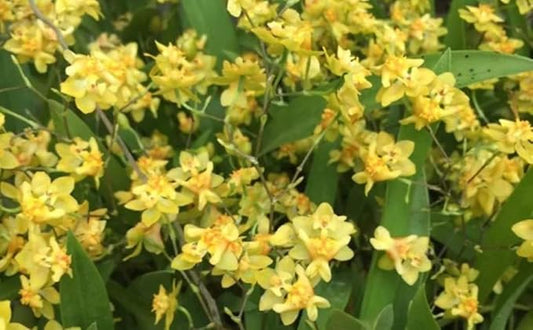 -Onc. Twinkle 'Yellow Bird' - Fragrant Blooms Easy to Grow and Bloom! Miniature windowsill-Size, Cool and Warm Tolerant. Yellow Flowered Variety. NOT in-Bud/Bloom When Shipped