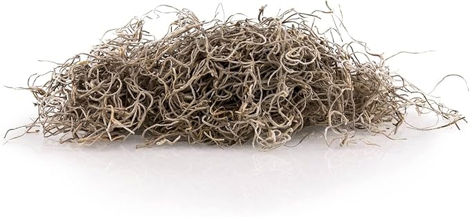 Premium Natural Spanish Moss | Natural Preserved - Great Ground Cover - Filler for Potted Plants - by GARDENERA - 2 Quart Bag-VerdiqueGarden