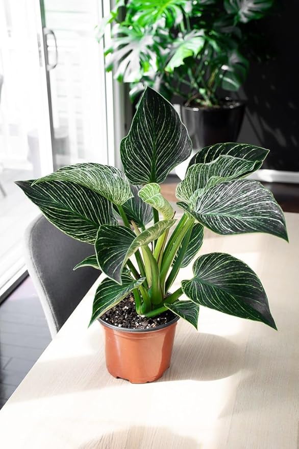 Premium Philodendron Soil - Perfect Blend for Thriving Philodendron Plants - 1 Quart-VerdiqueGarden