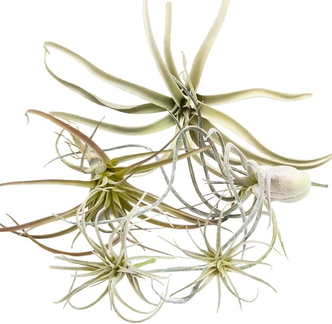 CHIVE Artificial Air Plants — Bulk Set of 5, Medium — Ultra Realistic Fake Tillandsia Bromeliad Plants — Decorative Faux Succulents for Home & Office Decor — No Care Needed!-VerdiqueGarden