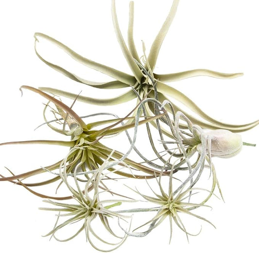 CHIVE Artificial Air Plants — Bulk Set of 5, Medium — Ultra Realistic Fake Tillandsia Bromeliad Plants — Decorative Faux Succulents for Home & Office Decor — No Care Needed!-VerdiqueGarden