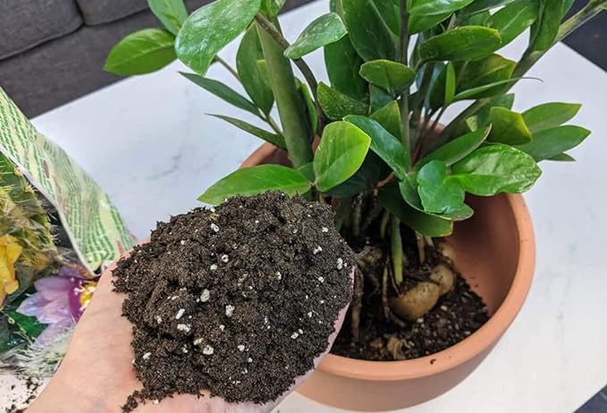 Premium ZZ Plant Expert-Grade Soil - Fast-Draining Formula Ensuring Long-Lasting Plant Vitality - 10 QUARTS-VerdiqueGarden