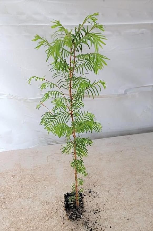 (3) - Dawn Redwood Trees - Starter Plant (LG36) (3 Live Trees)-VerdiqueGarden