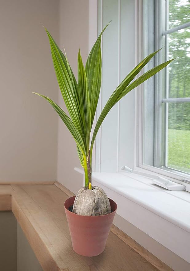 American Plant Exchange Coconut Palm Tree, Live Tropical Plant for Indoor & Outdoor Use, Malaysian Dwarf Green, Home, Garden, Landscape & Patio Décor, 2ft Tall with Pot Cover-VerdiqueGarden