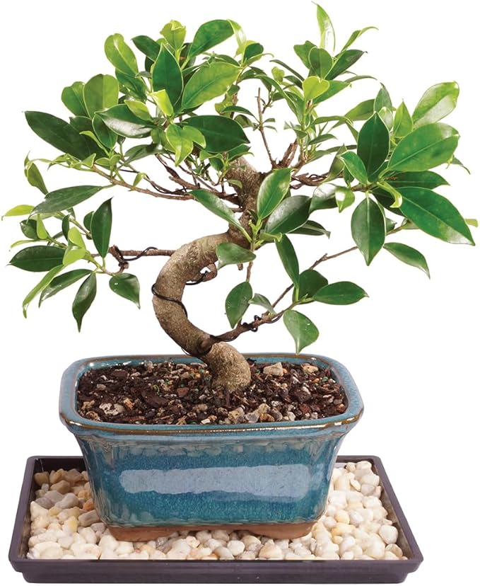 Brussel's Bonsai Live Golden Gate Ficus Indoor Bonsai Tree - Small, 4 Years Old, 5 to 8 In - Live Bonsai Tree in Ceramic Bonsai Pot with Humidity Tray-VerdiqueGarden