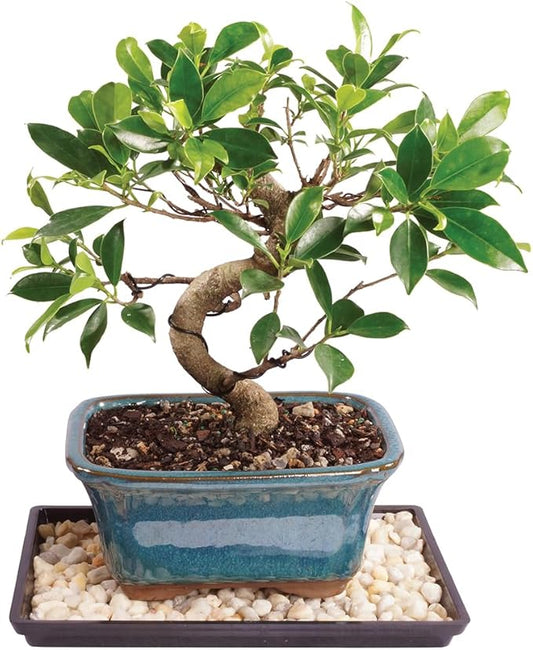 Brussel's Bonsai Live Golden Gate Ficus Indoor Bonsai Tree - Small, 4 Years Old, 5 to 8 In - Live Bonsai Tree in Ceramic Bonsai Pot with Humidity Tray-VerdiqueGarden