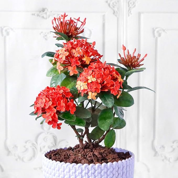 Ixora Plant Potting Soil - Enhance Blossoming and Health with Professional Grade Nutrient-Rich Mix - 3 Quart-VerdiqueGarden