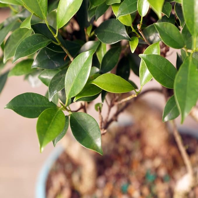 Brussel's Bonsai Live Golden Gate Ficus Grove Indoor Bonsai Tree-7 Years Old 10" to 14" Tall with Decorative Container, Medium-VerdiqueGarden