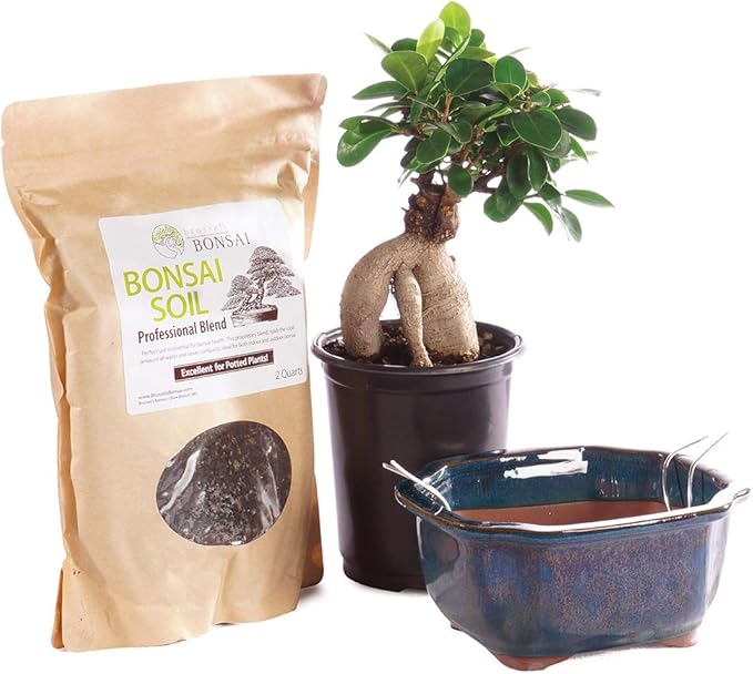 Brussel's Bonsai Live Ginseng Grafted Ficus Bonsai Tree Kit - Small Indoor Bonsai Ficus Tree - Bonsai Kit with Ceramic Bonsai Pot and Bonsai Soil-VerdiqueGarden