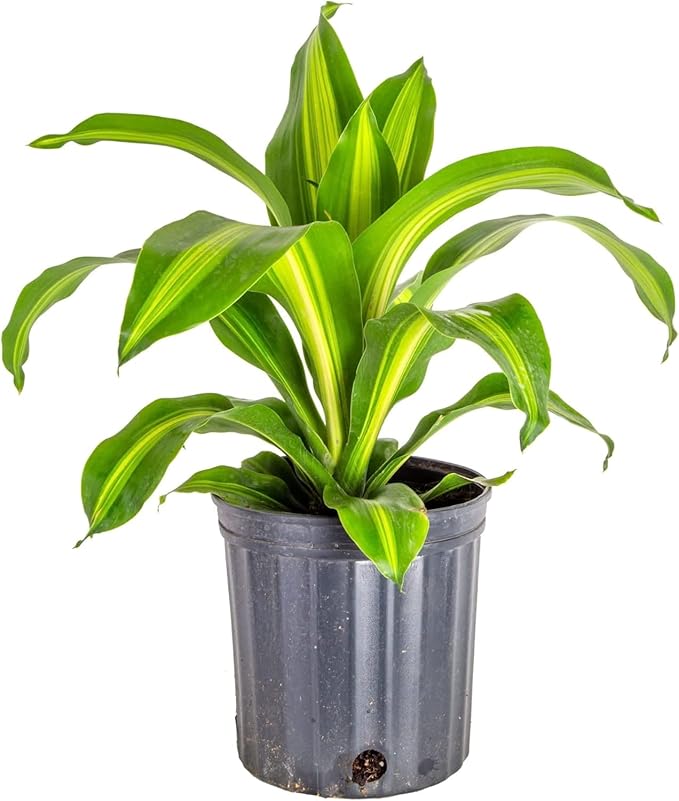 Premium Dracaena Potting Soil Mix - (3 Quart Bag)-VerdiqueGarden