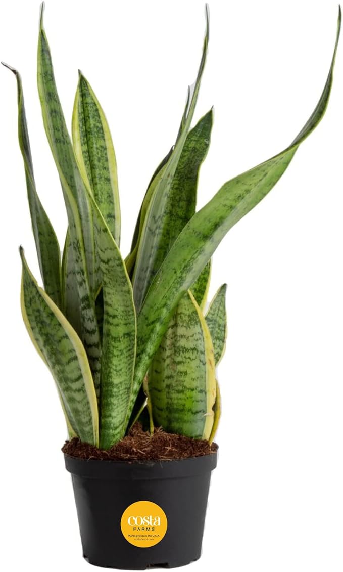 Costa Farms Sansevieria Grower's Choice Snake Live Indoor Plant, 12-Inches Tall, Grower Pot-VerdiqueGarden
