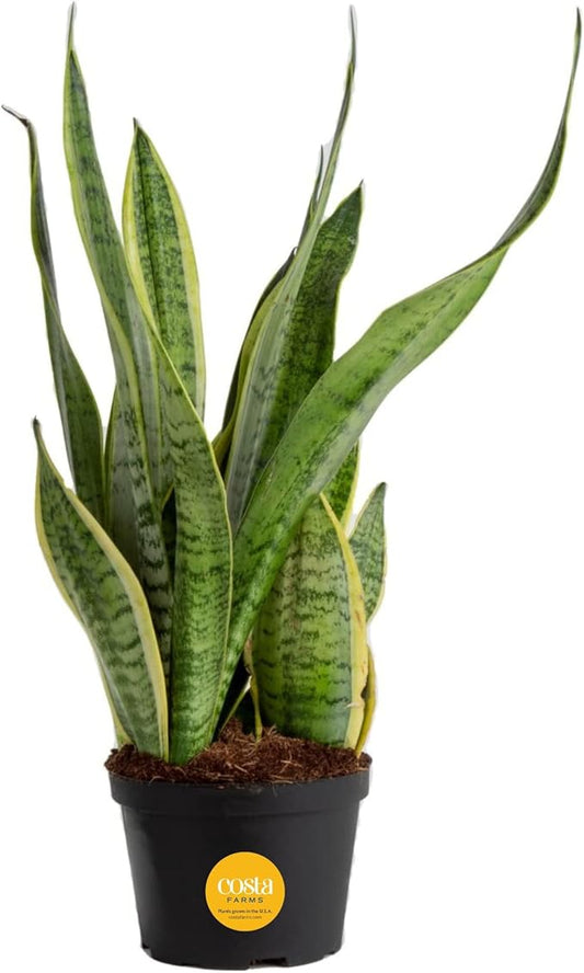 Costa Farms Sansevieria Grower's Choice Snake Live Indoor Plant, 12-Inches Tall, Grower Pot-VerdiqueGarden