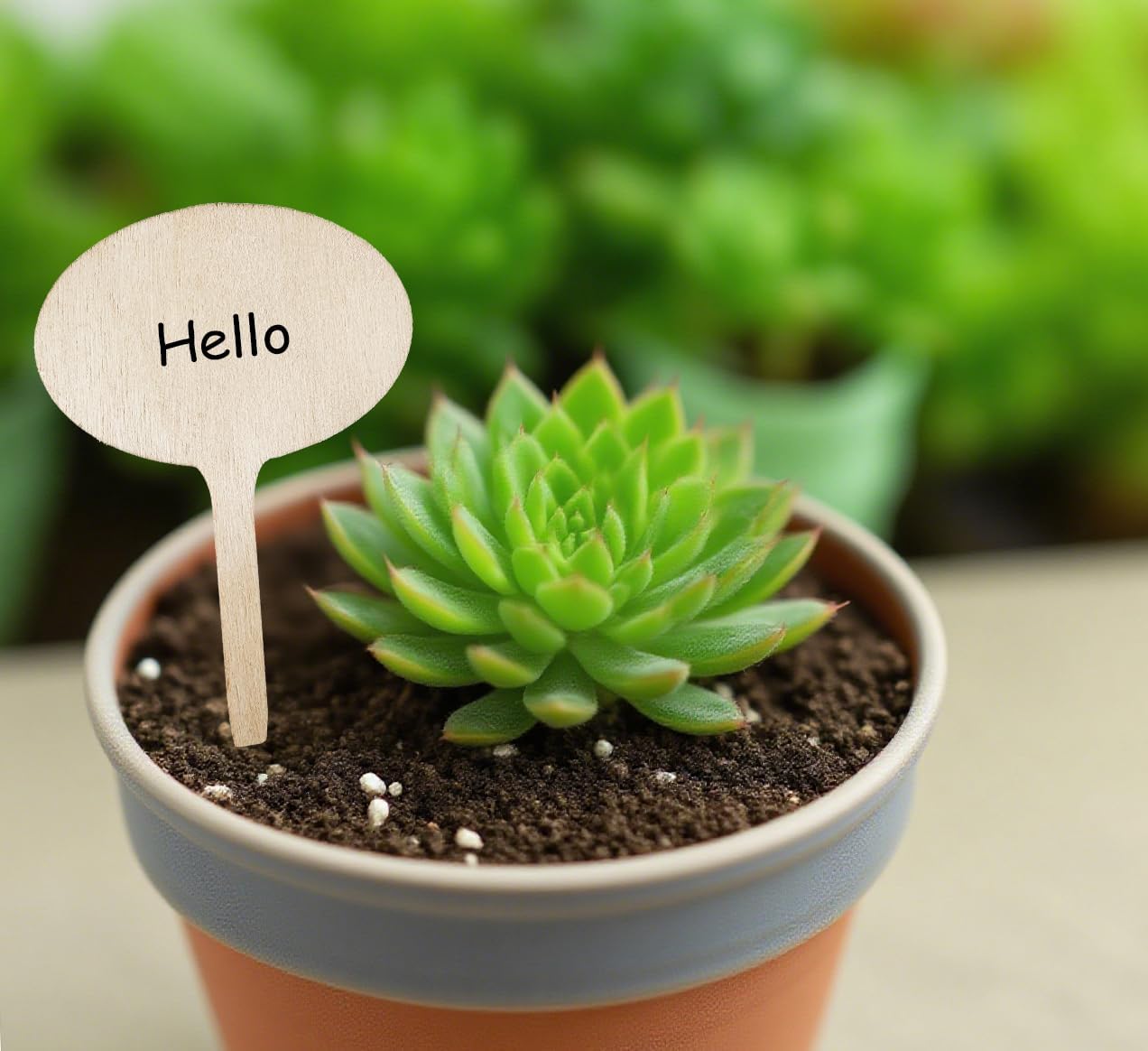 100 Pcs Wood Plant Labels, Natural Wooden Plant Marker Garden Sign Tags, T-Type Garden Markers for Succulents, Herbs, Seedlings, Potted, Flowers, Vegetables (Oval)-VerdiqueGarden