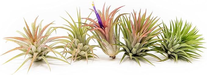 12 Pack Air Plants Ionantha Mexican-Colors and Shape Varies Due to Seasonality-Live Tillandsia Succulent for House Air Plants Holder-Available in Wholesale and Bulk-Easy Care Indoor and Outdoor Plants-VerdiqueGarden