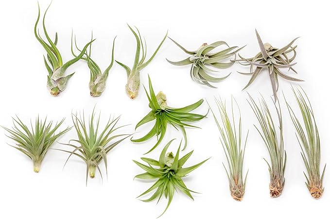 12 Pack of Classic Air Plants Variety - Live Succulent House Plants - Available in Wholesale and Bulk - Home and Garden Decor - Easy Care Indoor/Outdoor Air Plant-VerdiqueGarden