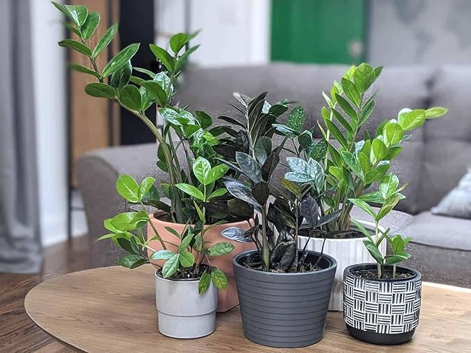 Premium ZZ Plant Ultra-Performance Potting Mix - Proven Formula for Thriving Zamioculcas - Enhances Elegance and Vigorous Growth - 1 Quart-VerdiqueGarden