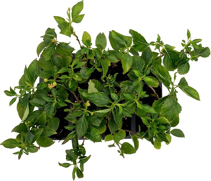 12 Dallas Red Lantana | Live Plants in 2.5-inch Nursery Cubes | Lantana Camara 'Dallas Red' Variety | Hardy Evergreen Perennial Shrub | Fiery Vibrant Blooms for Home & Garden-VerdiqueGarden