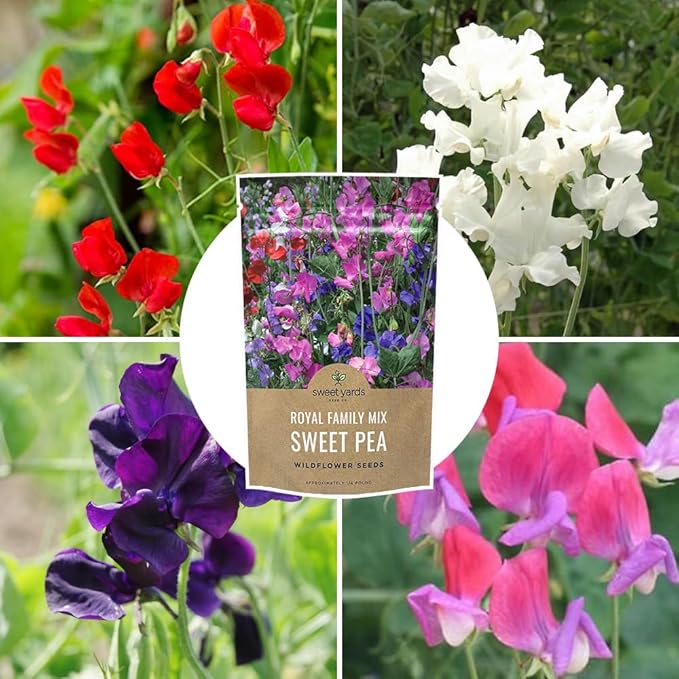 Sweet Pea Seeds Royal Mix - Bulk 1/4 Pound Bag - Over 1,400 Seeds - Large Fragrant Lavender, Purple, Red, Pink and White Blooms-VerdiqueGarden