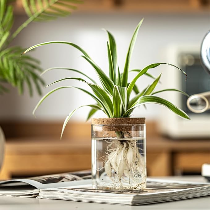 Glass Plant Propagation Stations for Plants – Set of 4(4 Large & 4 Small) Hydroponic Vases for Plant Cuttings,Flower Arrangements, Home & Office Decor–Desktop Vases for Living Room, Bedroom (8)-VerdiqueGarden