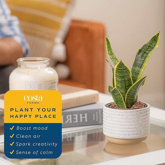 Costa Farms Snake Plant, Easy Care Live Indoor Plant in Décor Planter, Beautiful Clean Air Purifying Houseplant, Boho Home and Room Décor, Housewarming Gift, 8-Inches Tall-VerdiqueGarden