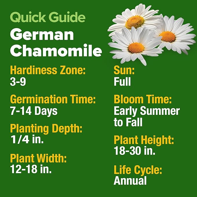 HOME GROWN 𝗨𝗦𝗔 𝗣𝗥𝗘𝗠𝗜𝗨𝗠 German Chamomile Seed Pack – 2,280 𝗡𝗢𝗡-𝗚𝗠𝗢 Heirloom Seeds for Planting for Sustainable Gardens and Soothing Medicinal Herbal Teas (Matricaria chamomilla)-VerdiqueGarden