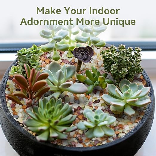 5 lbs Pebbles for Indoor Plants, Succulent Rocks, 3/8" Polished Pebbles for Bamboo, Vase, Terrarium, Natural Decorative Small River Rocks for Crafts, Cactus, Outdoor Garden Landscaping-VerdiqueGarden