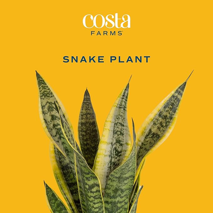 Costa Farms Snake Plant, Easy Care Live Indoor Plant in Décor Planter, Beautiful Clean Air Purifying Houseplant, Boho Home and Room Décor, Housewarming Gift, 8-Inches Tall-VerdiqueGarden