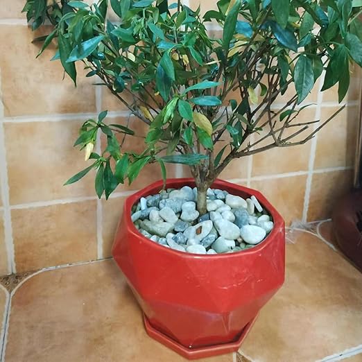 10LB Succulent Jade Pebbles for Landscaping, 3/8 Inch Natural Decorative Polished Stones, River Rocks for Landscaping, Vase, Flowerpot Decoration, Indoor Decoration and Garden Decoration-VerdiqueGarden