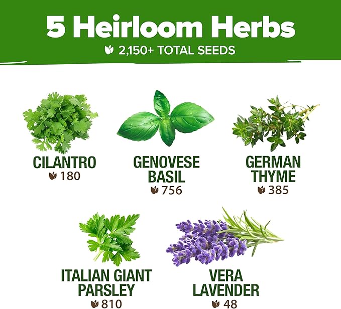 HOME GROWN 5 Herb Seeds for Planting 2,150+ Non-GMO Heirloom Seeds | Extra Large Variety Pack Herb Kit – Indoor Outdoor & Hydroponic | Culinary Seed Set | Grow Your Own Herbs | Gift for Beginners-VerdiqueGarden