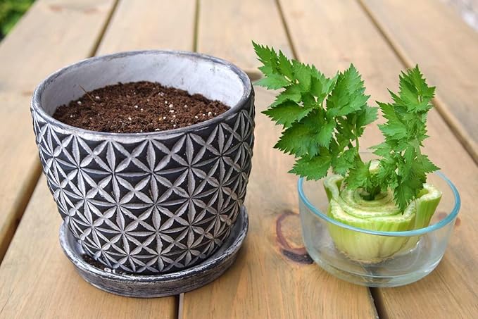 Premium Celery Potting Soil Mix - Optimal Nutrient-Rich Blend for Thriving and Crisp Celery Plants - 1 Quart-VerdiqueGarden