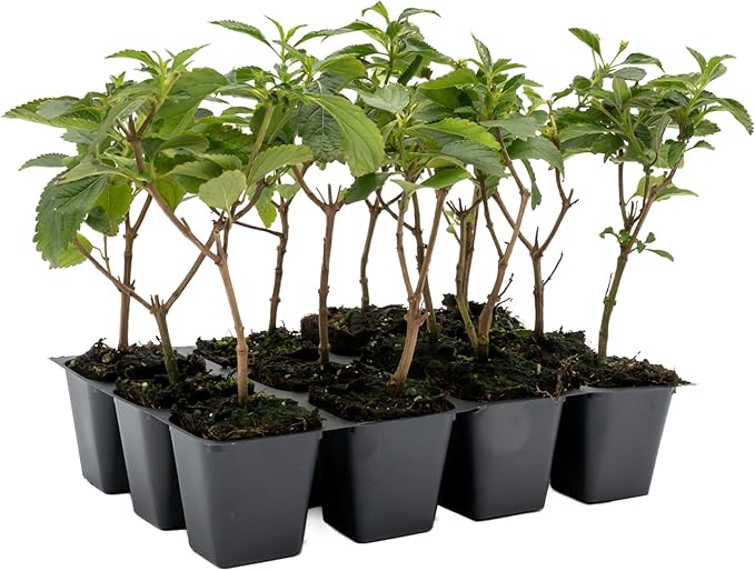 12 Dallas Red Lantana | Live Plants in 2.5-inch Nursery Cubes | Lantana Camara 'Dallas Red' Variety | Hardy Evergreen Perennial Shrub | Fiery Vibrant Blooms for Home & Garden-VerdiqueGarden