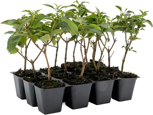 12 Dallas Red Lantana | Live Plants in 2.5-inch Nursery Cubes | Lantana Camara 'Dallas Red' Variety | Hardy Evergreen Perennial Shrub | Fiery Vibrant Blooms for Home & Garden-VerdiqueGarden