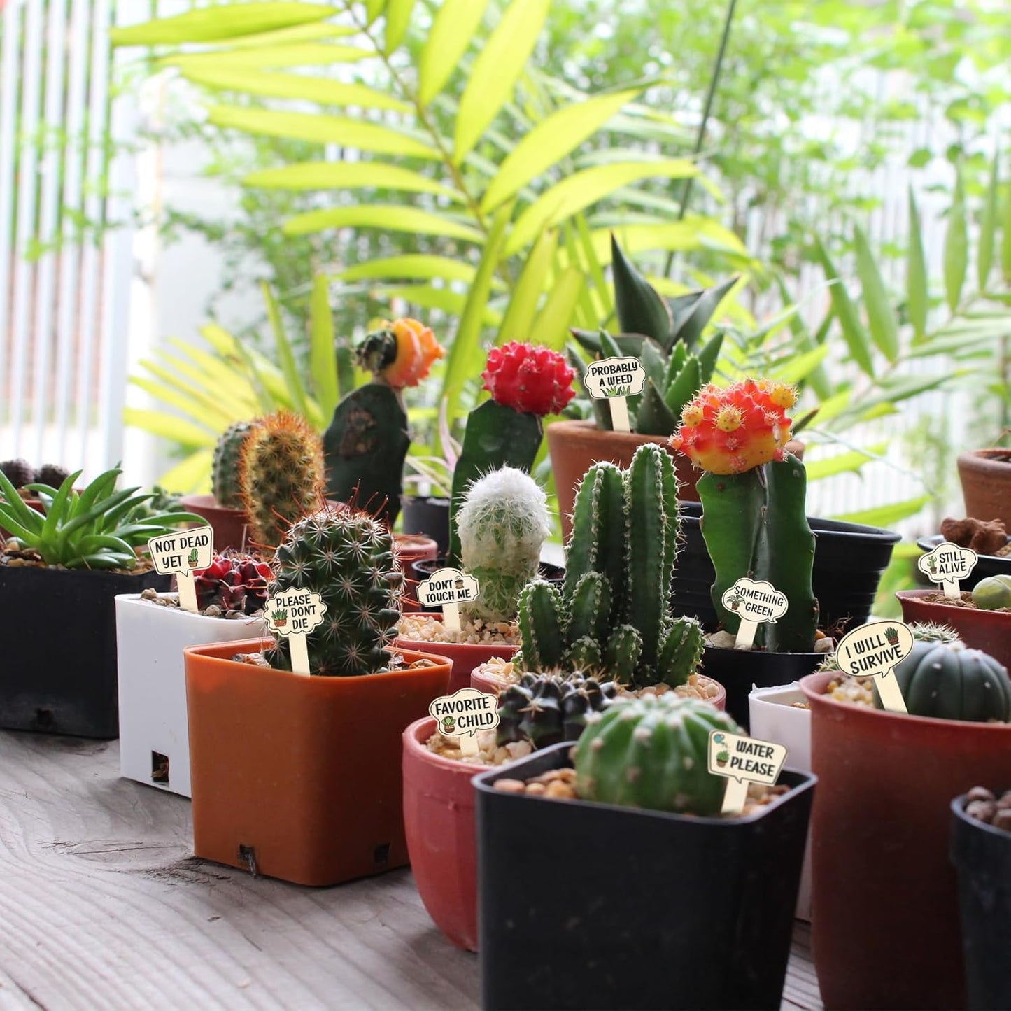 15 Pcs Funny Wooden Plant Markers, Interesting Garden Plant Labels Tab Cute Plants Signs Stakes for Indoor Outdoor Garden Potted Plants Patio Supplies-VerdiqueGarden