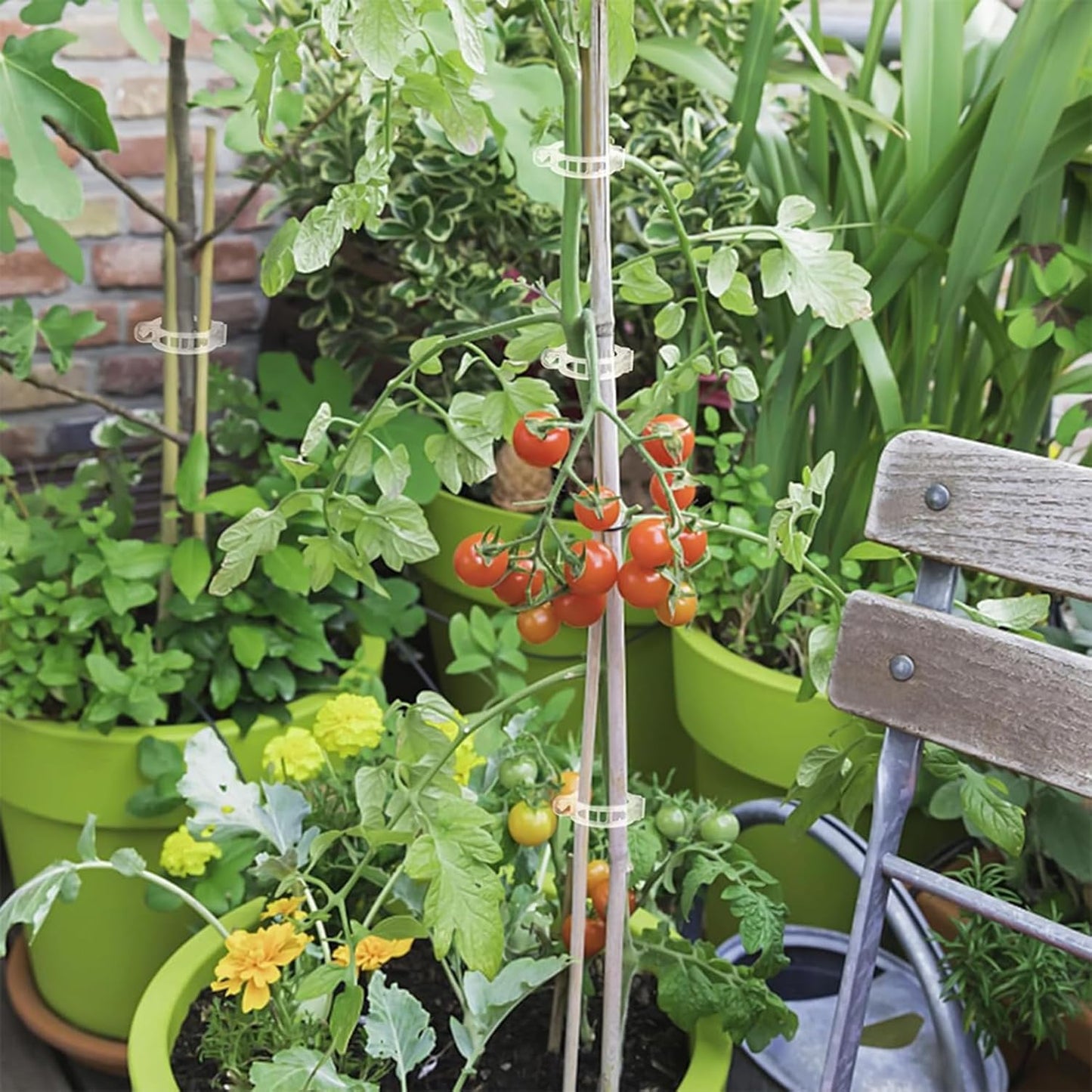 220Pcs Tomato Clips, Plant Support Garden clips, Trellis Clips Plant Support Clip, Vegetable Cages and Supports, Garden Trellis for Climbing Vine Plants, Supports Clip for Tomato Grape Melon-VerdiqueGarden