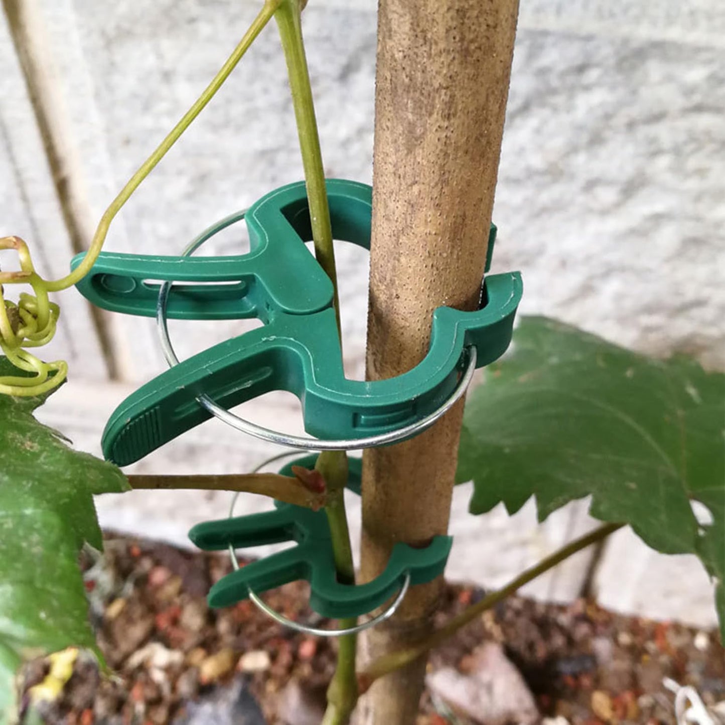 60 Garden Plant Clips,Plant Support Clips Hold Plant Stems, for Multi-Purpose Plants Rattan Clip Rose, Sturdy Cucumber Orchid Clip Plant Support Adjustable Clip Green (Large 60Pcs), DHYWJ-01-VerdiqueGarden