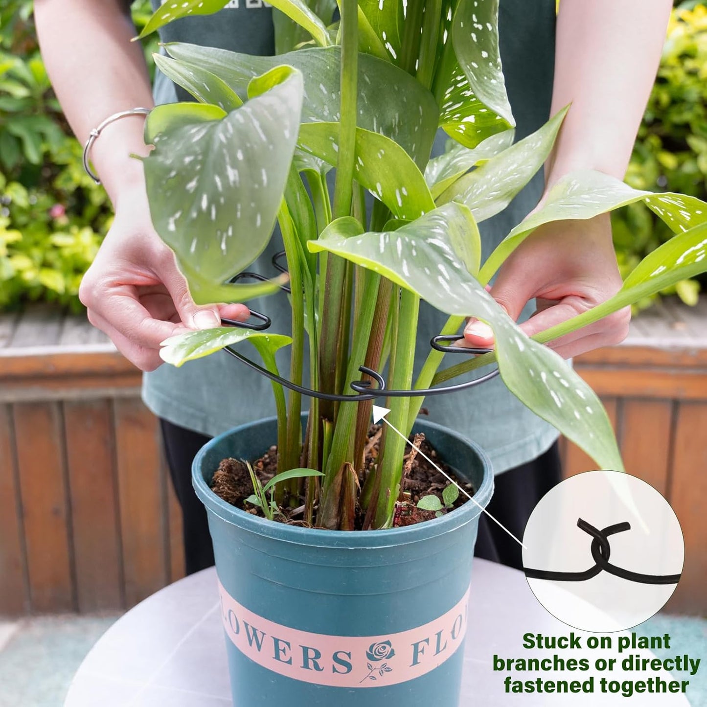 5PCS Monstera Plant Stem Support -7.3*6.25IN Adjustable Metal Stake for Climbing Plants, Durable Garden Support with Gentle Grips, Ideal for Indoor & Outdoor Use, Ideal Gift for Plant Lovers-VerdiqueGarden