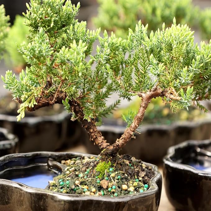 Brussel's Bonsai Brussel's Green Mound Juniper Bonsai in Zen Reflections Pot, SMALL-VerdiqueGarden