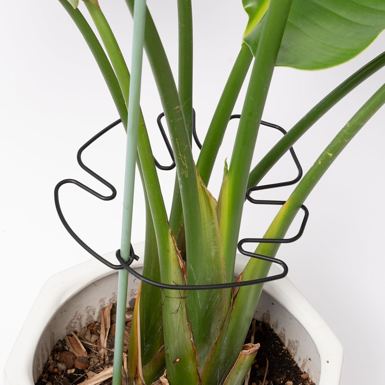 5PCS Monstera Plant Stem Support -7.3*6.25IN Adjustable Metal Stake for Climbing Plants, Durable Garden Support with Gentle Grips, Ideal for Indoor & Outdoor Use, Ideal Gift for Plant Lovers-VerdiqueGarden