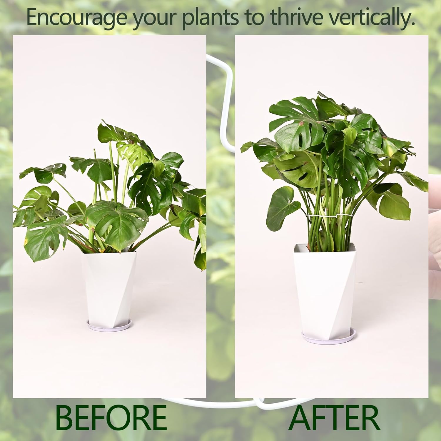 5PCS Monstera Plant Stem Support White 9 * 7.6in - Durable Stake Holder for Indoor Climbing Plants, Adjustable Installation Ideal for Fishbone Cactus and Plant Enthusiasts-VerdiqueGarden