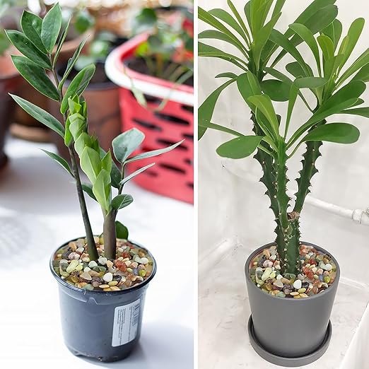 10LB Colorful Pebbles for Succulent, 3/8 Inch Natural River Rocks for Plants, Natural Decorative Polished Pebbles for Cactus,Vases, Planters,Outdoor Gardening and Indoor Plants-VerdiqueGarden