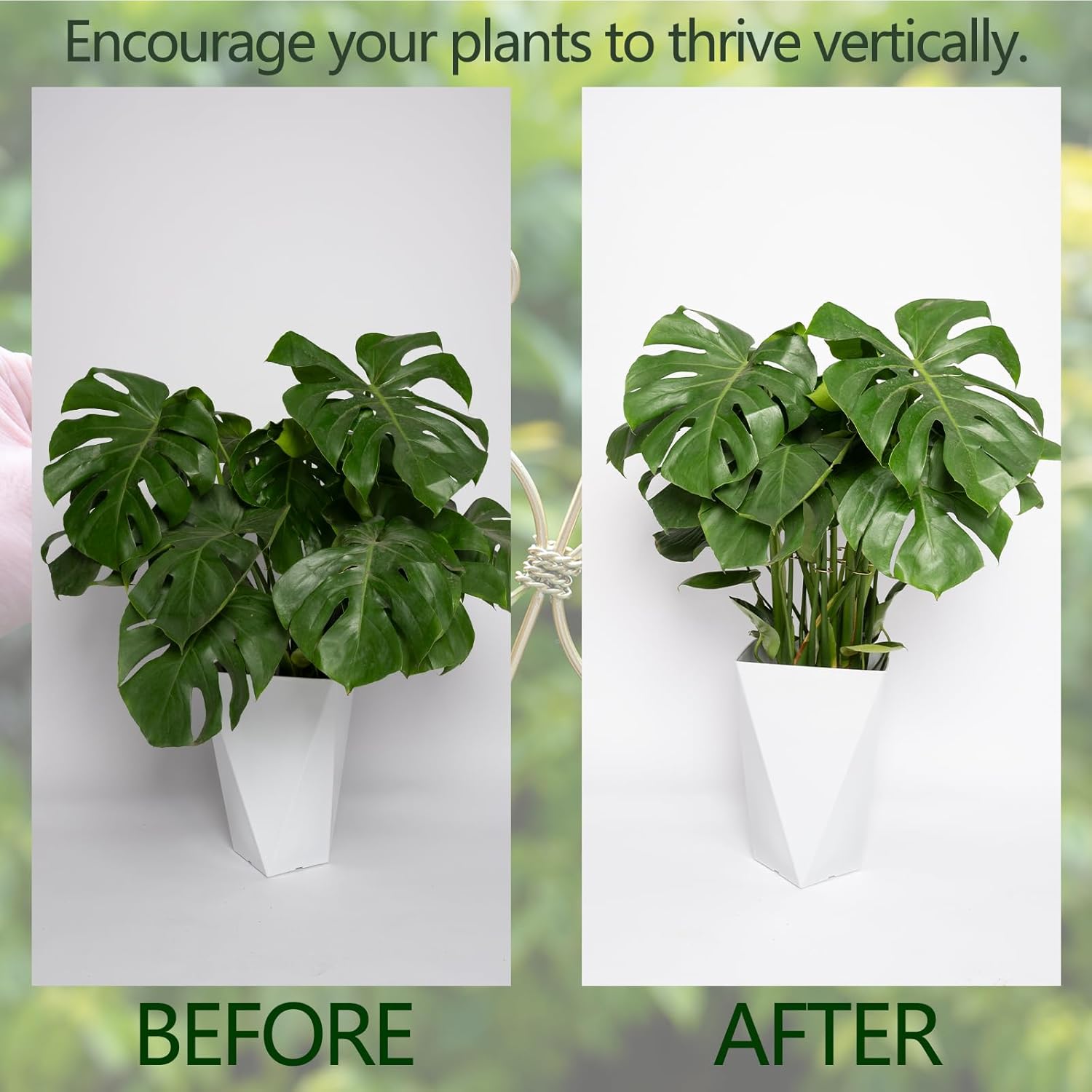 6.5IN Monstera Plant Support Hook 5PCS Durable Stem Stabilizer for Indoor Plants | Easy Setup 5-Piece Set Ideal for Turtle Shell Leaf Support Ideal Present for Plant Lovers & Home Garden Décor-VerdiqueGarden