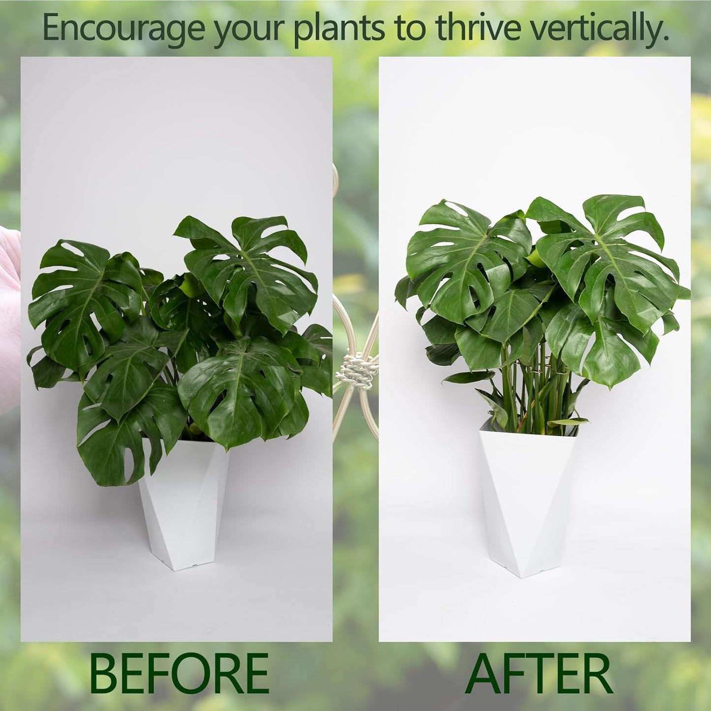 5PCS Monstera Plant Stem Support Hook - 6.5 * 6.5IN Durable Metal Stem Stabilizer for Monstera Plants and Fishbone Cactus - Gentle Protection Leaf Holder - Easy Installation - 5 Piece Set-VerdiqueGarden