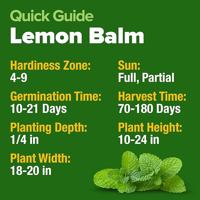 HOME GROWN 𝗨𝗦𝗔 𝗣𝗥𝗘𝗠𝗜𝗨𝗠 Lemon Balm Seed Pack - 403 Non-GMO USA Heirloom Herbal Tea Seeds - Bulk Lemon Balm Seeds for Planting Gardens Indoors or Outdoors - Herb Seeds (Melissa officinalis)-VerdiqueGarden