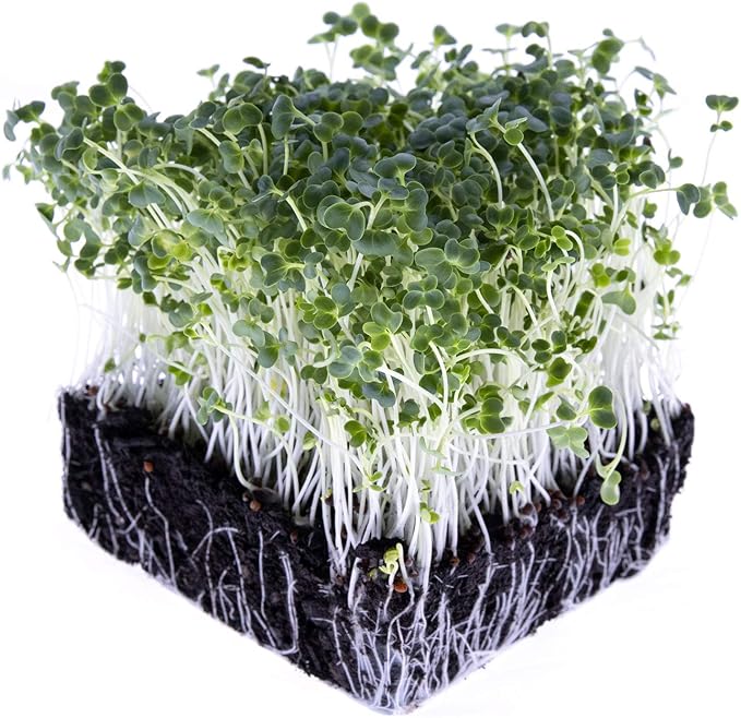 Broccoli Seeds for Sprouting & Microgreens | Waltham 29 Variety | Non GMO & Heirloom Seeds | 8 oz Resealable Bag | Rainbow Heirloom Seed Co.-VerdiqueGarden