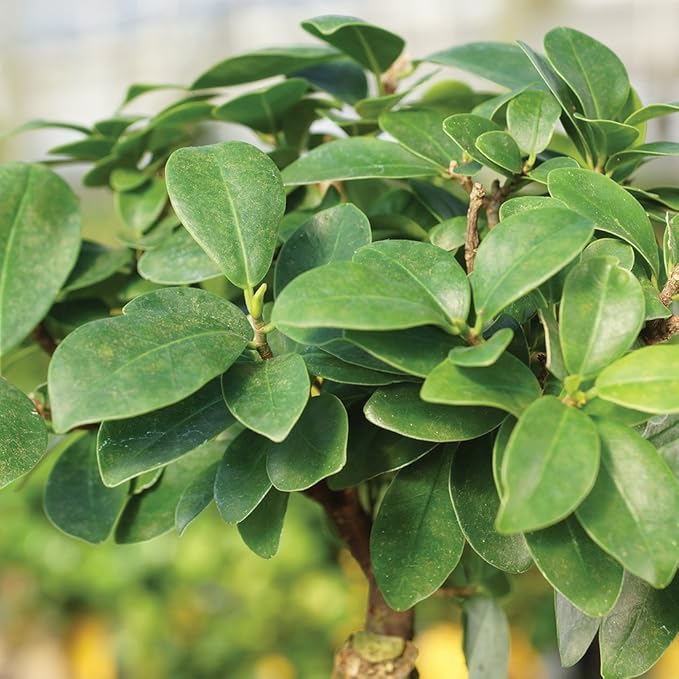 Brussel's Bonsai Live Gensing Grafted Ficus Indoor Bonsai Tree-4 Years Old 6" to 8" Tall with Plastic Grower Pot, Small, Blank-VerdiqueGarden